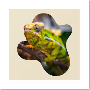 Real green chameleon on a branch Posters and Art